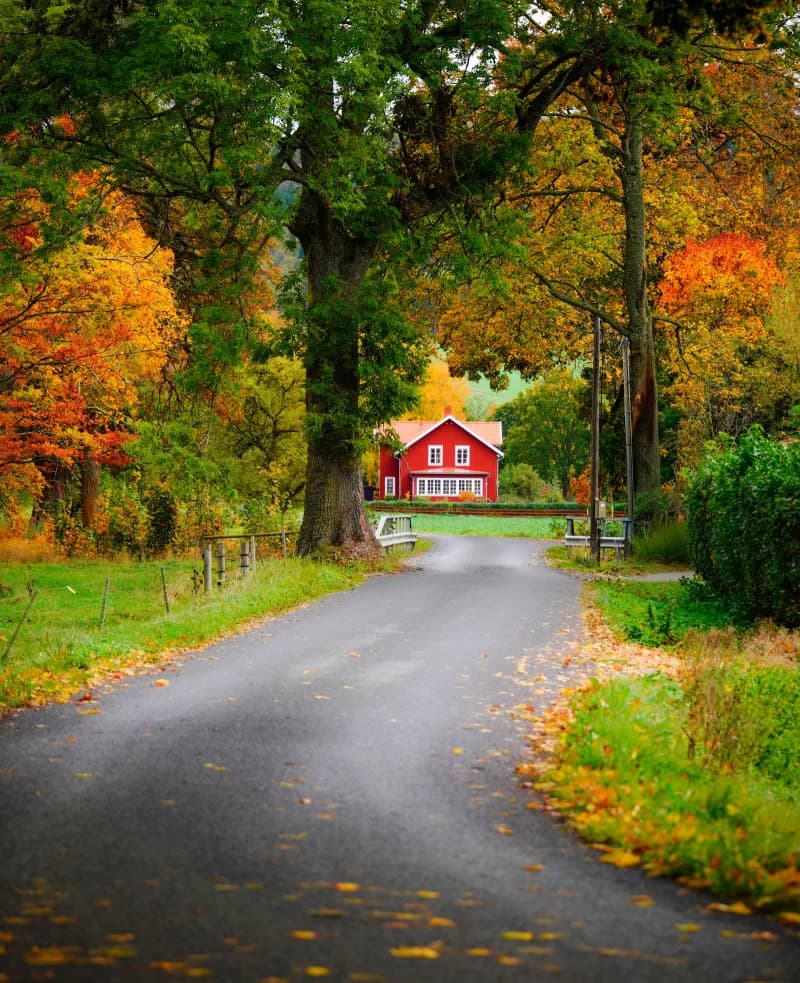 A Canadian suburban home in autumn with golden leaves and a ladder leaning by the gutter